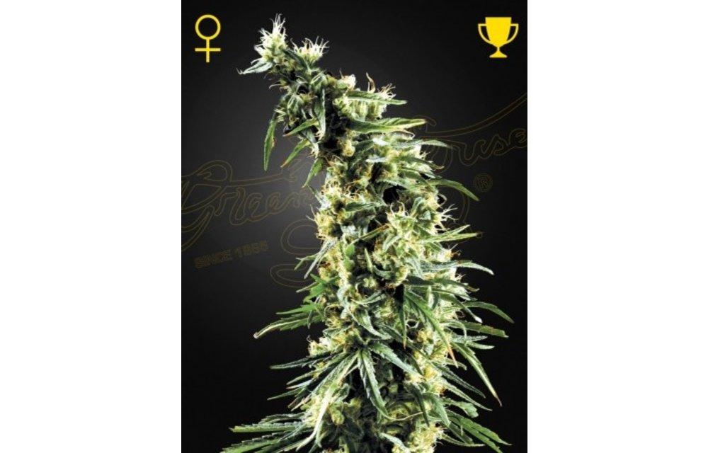 Hawaiian Snow Fem 5 pk