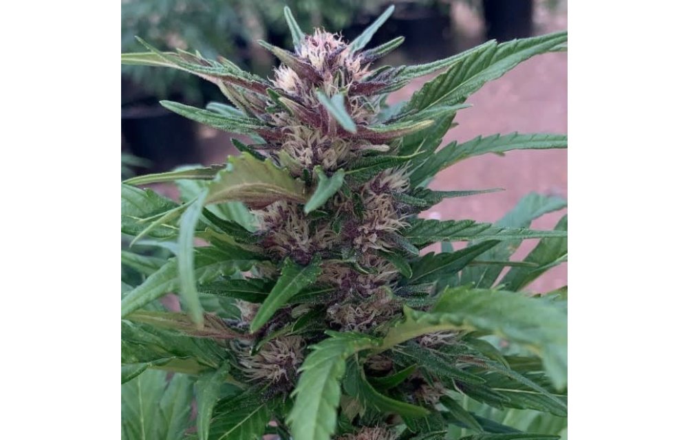 Purple Colibri Auto Reg 15 pk