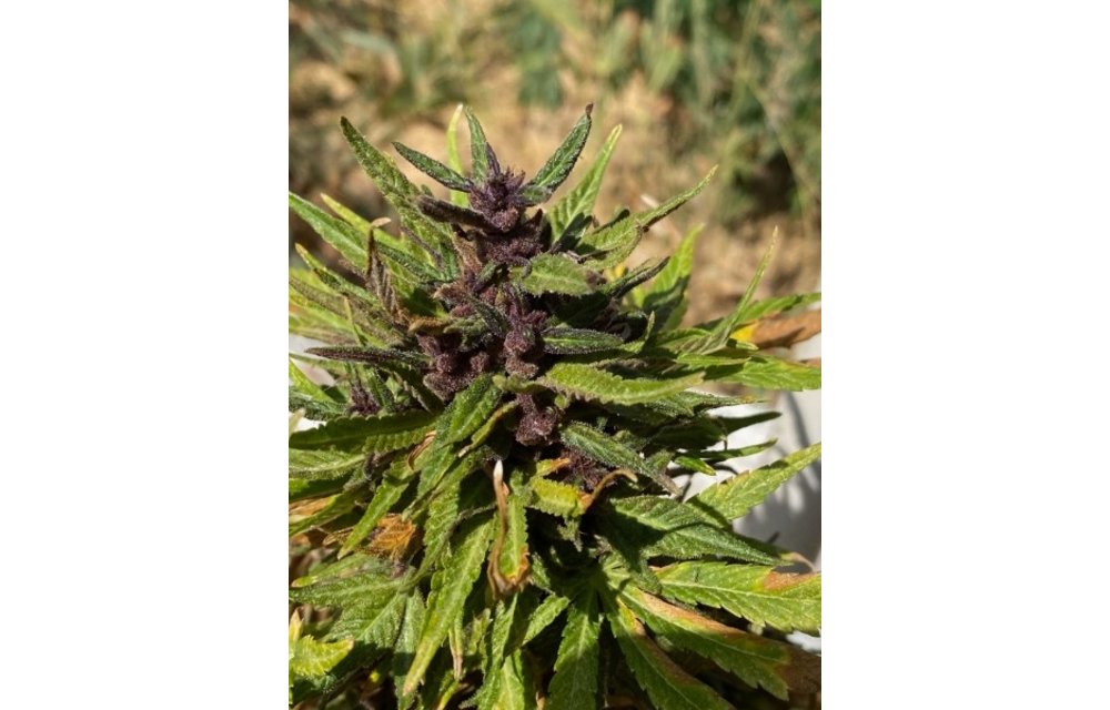 Purple Colibri Auto Reg 15 pk