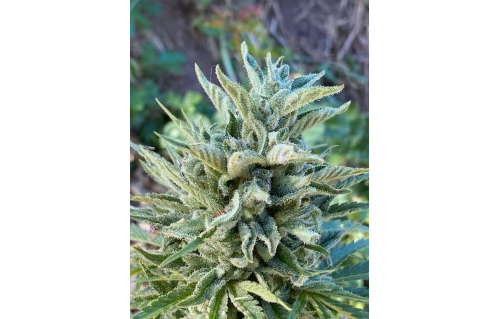 Alaskan Double Grape Auto Reg 15 pk