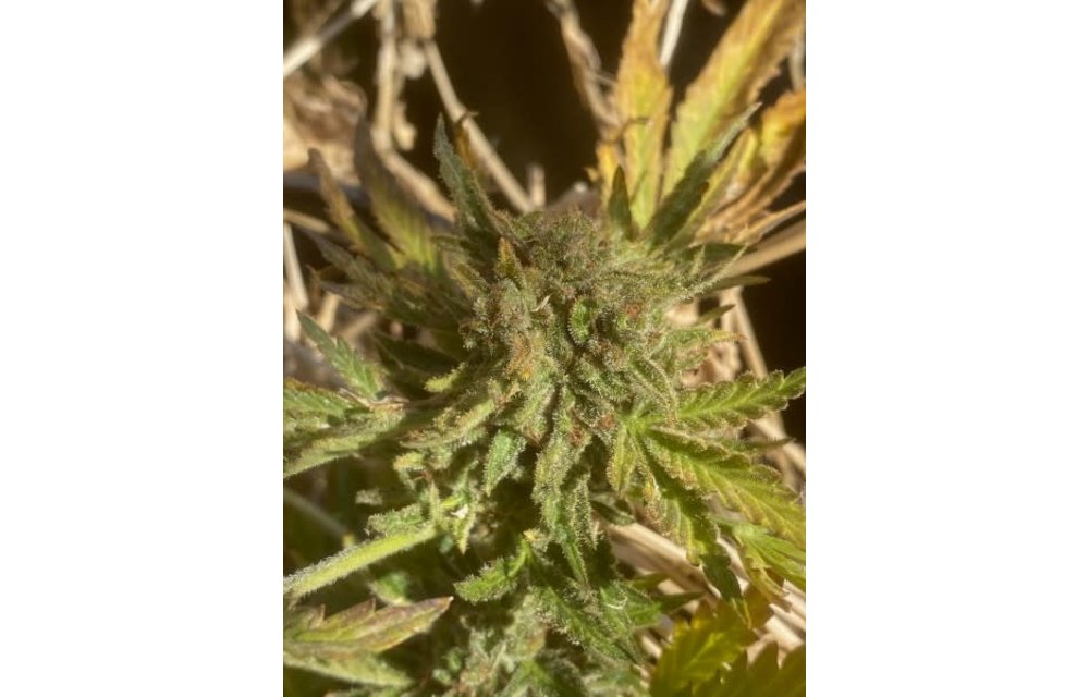Alaskan Northern Cheese Haze Auto Reg 15 pk