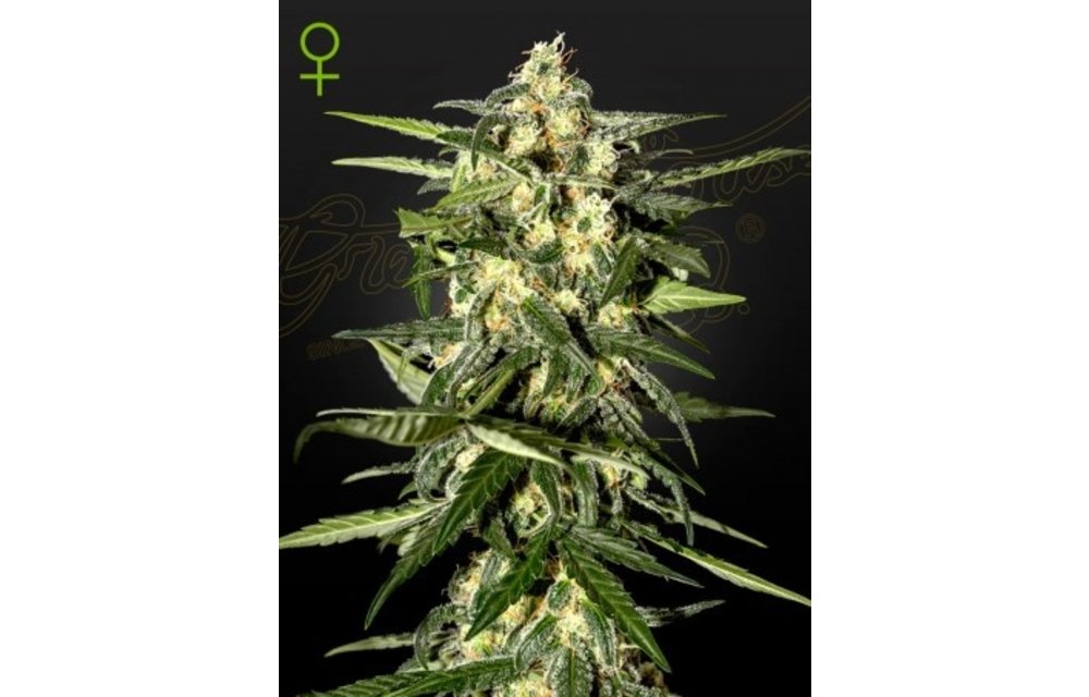 Jack Herer Auto Fem 5 pk