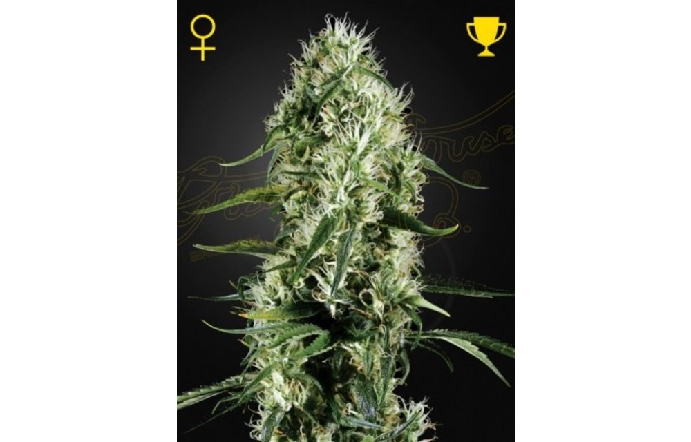 Super Silver Haze Fem 5 pk