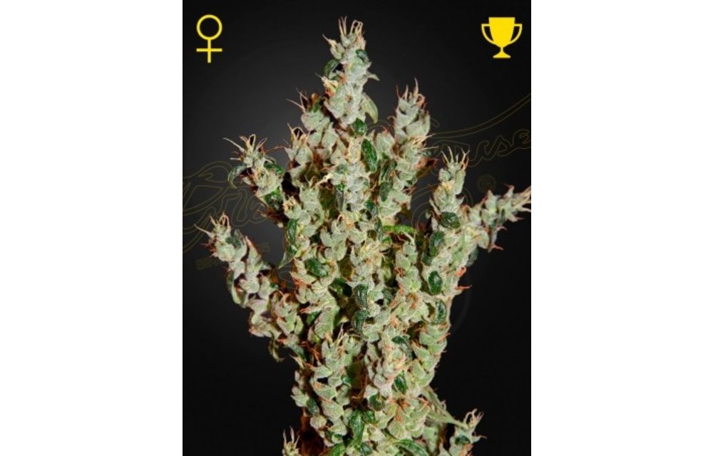 NL Haze Mist Fem 3 pk