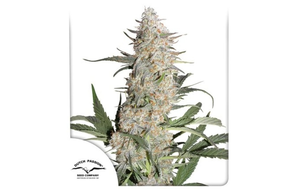 Critical Orange Punch Fem 10 pk