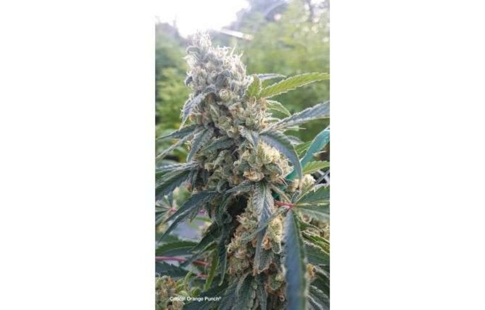 Critical Orange Punch Fem 10 pk