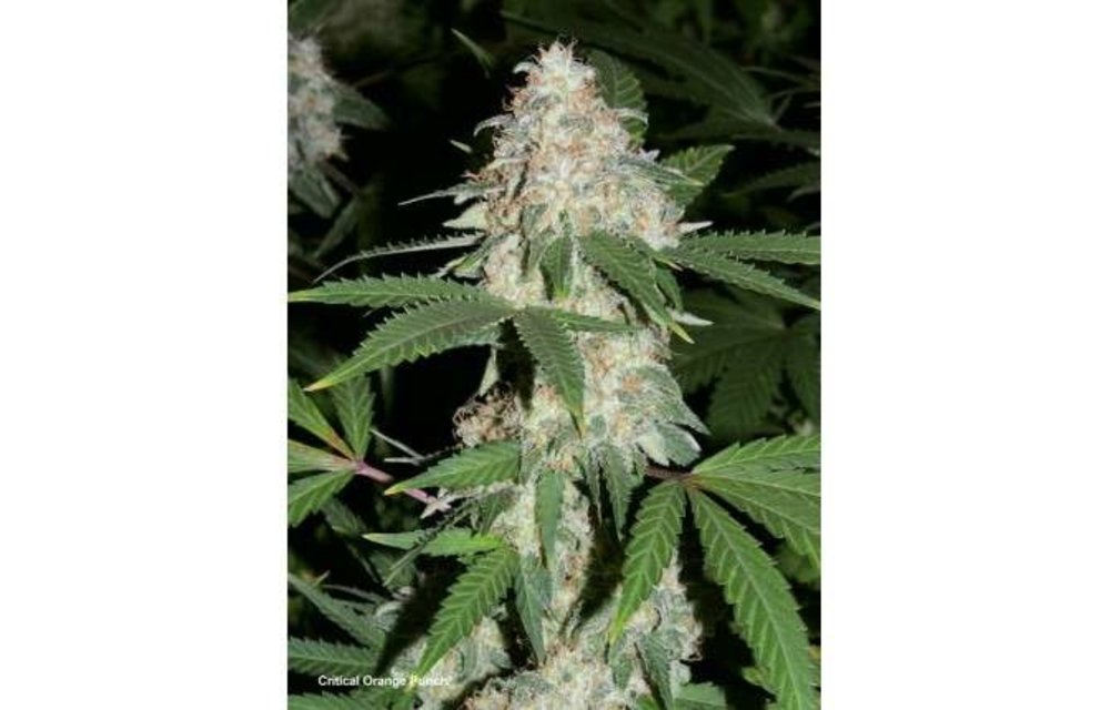 Critical Orange Punch Fem 10 pk