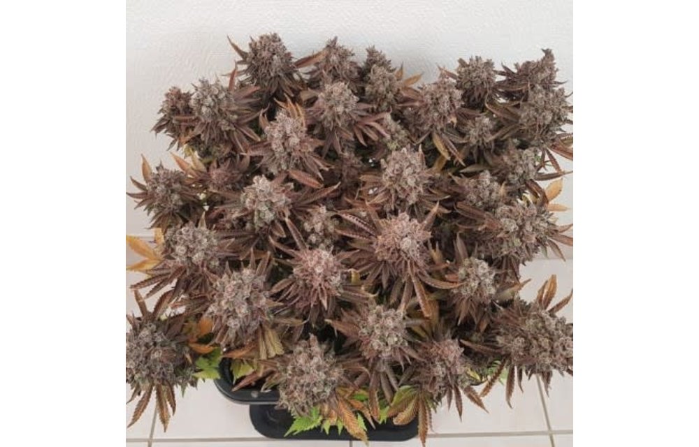 Critical Orange Punch Fem 10 pk