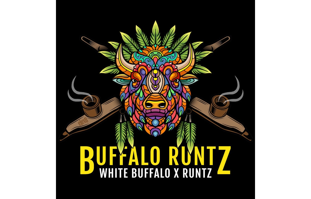 Buffalo Runtz Fem 6 pk