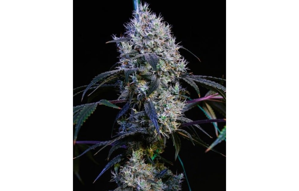 Thug Roze R1 Fem 5 pk