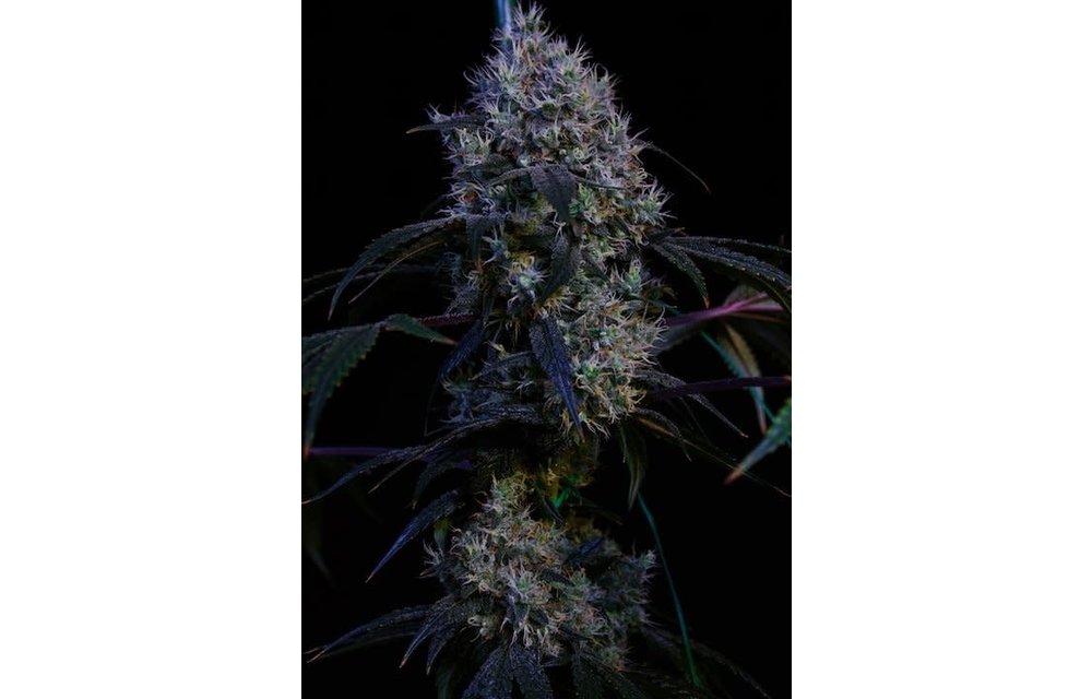 Super Lemon Haze Rbx3 Fem 10 pk