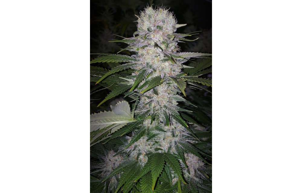 Skunk Hero RBx1 Fem 5 pk