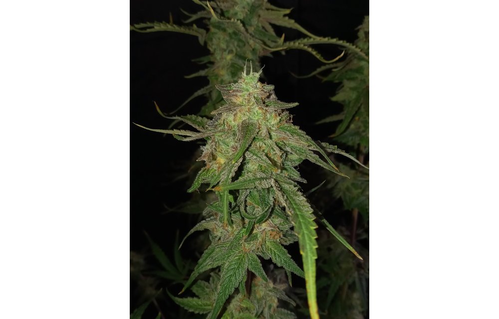 Spice Cake S1 Fem 3 pk