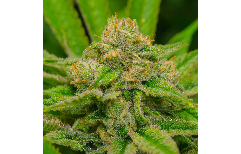 Blue Dream Fem 4 pk