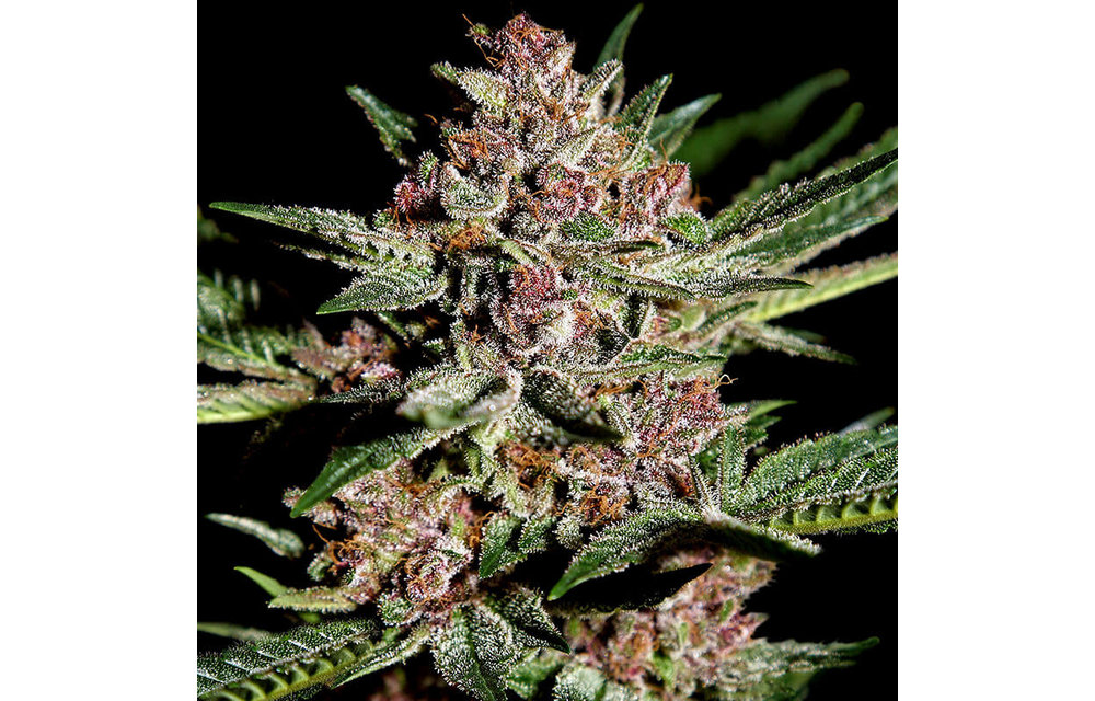 Bubba Kush Fem 4 pk