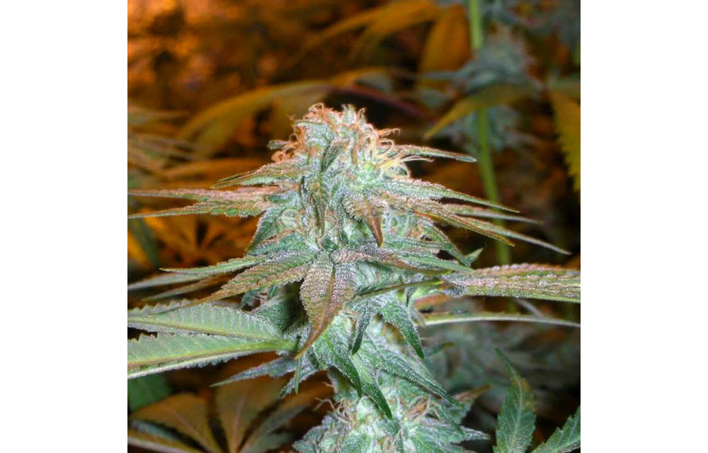 Grand Daddy Purple Fem 4 pk