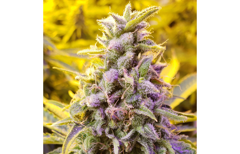 Zkittles Fem 4 pk