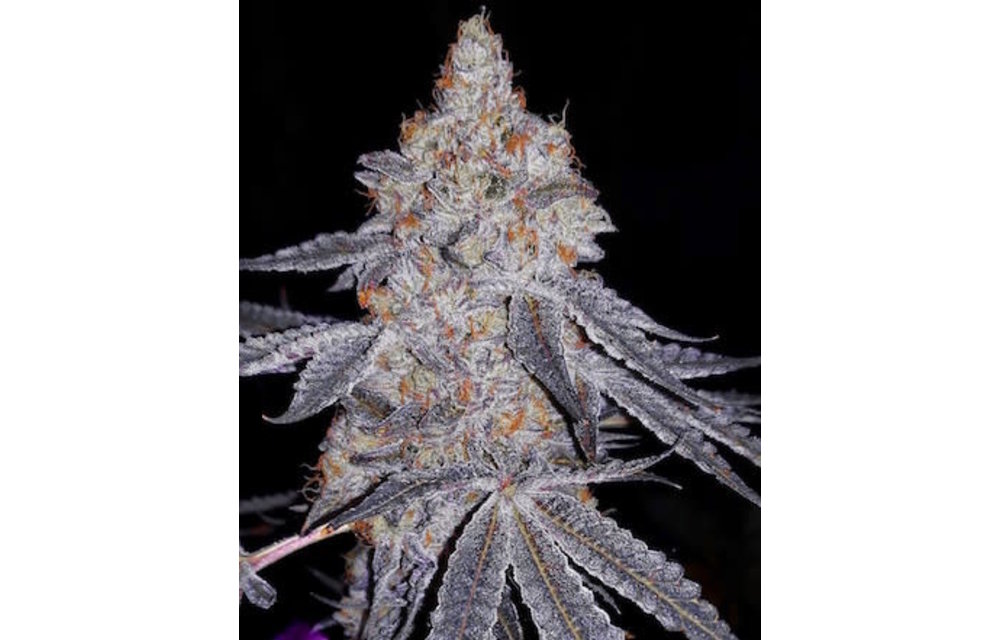 Banana Daddy Fem
