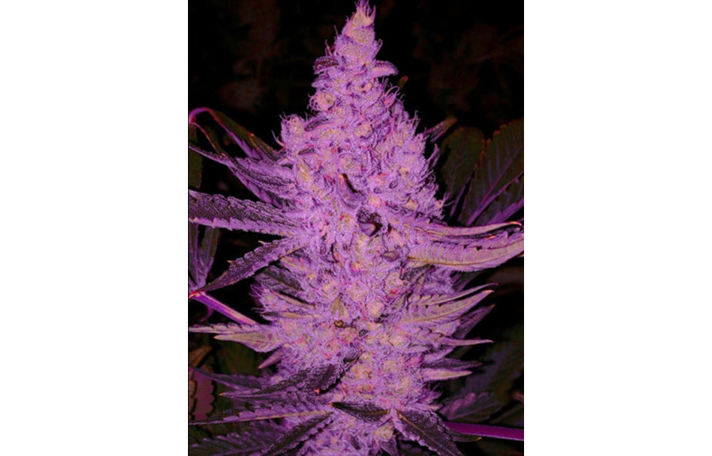 Purple Majik R1 Fem