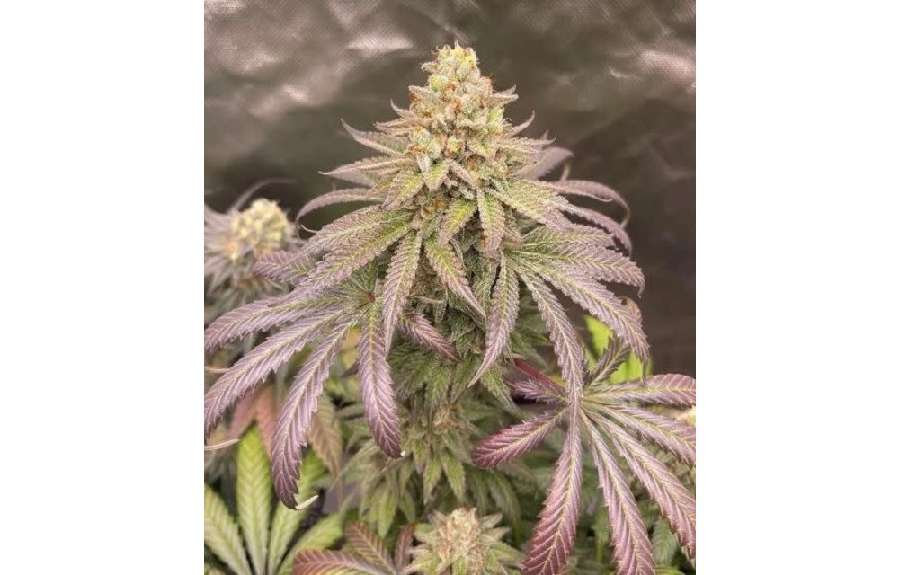 UFO & Bullet Proof- Blueberry Ice Pop Fem 8pk
