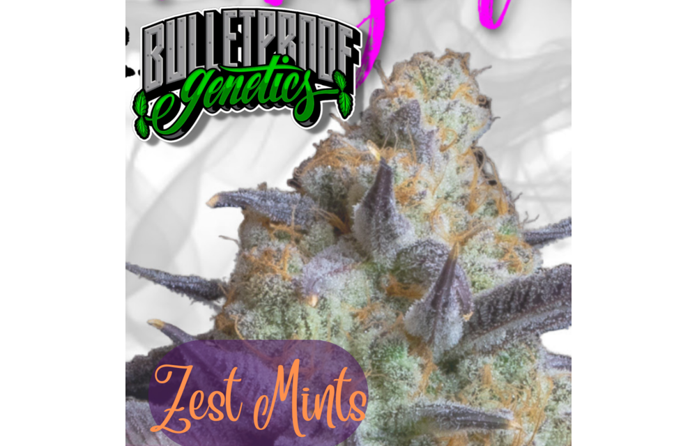 Bullet Proof Genetics Zest Mints Fem 8 pk
