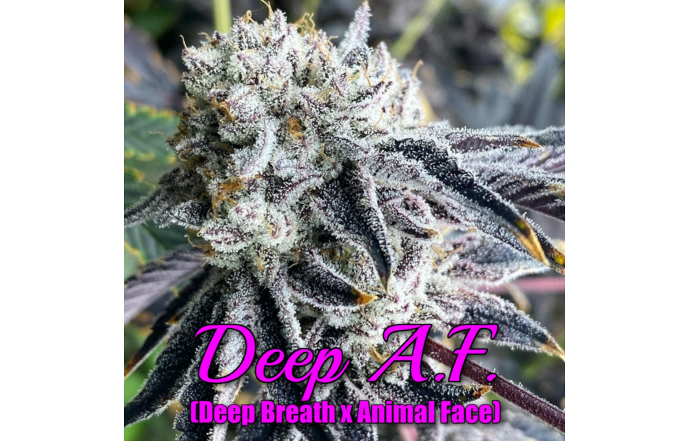 Bullet Proof Genetics Deep AF Fem 8 pk