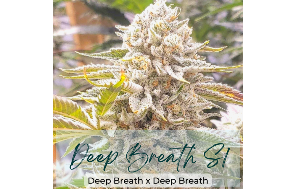 Bullet Proof Genetics Deep Breath S1 Fem 8 pk