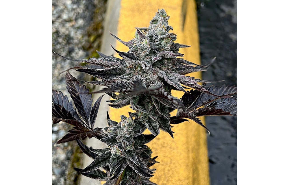 Exotic Genetix 91 Octane Fem 6 pk