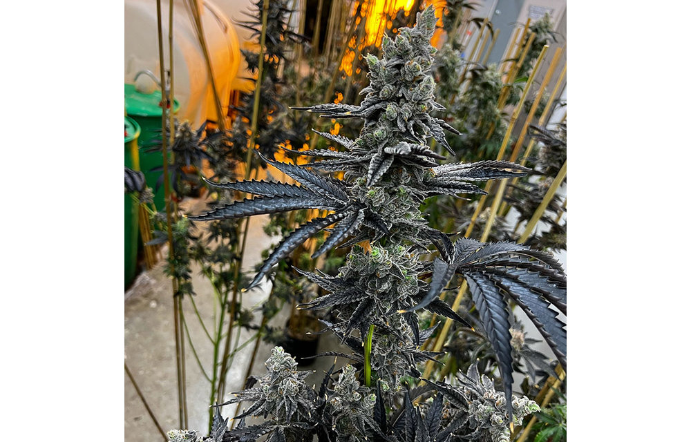 Exotic Genetix Dirty Bird Fem 6 pk