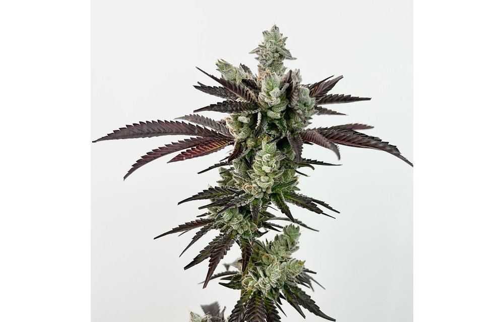 Exotic Genetix Next Level Fem 6 pk