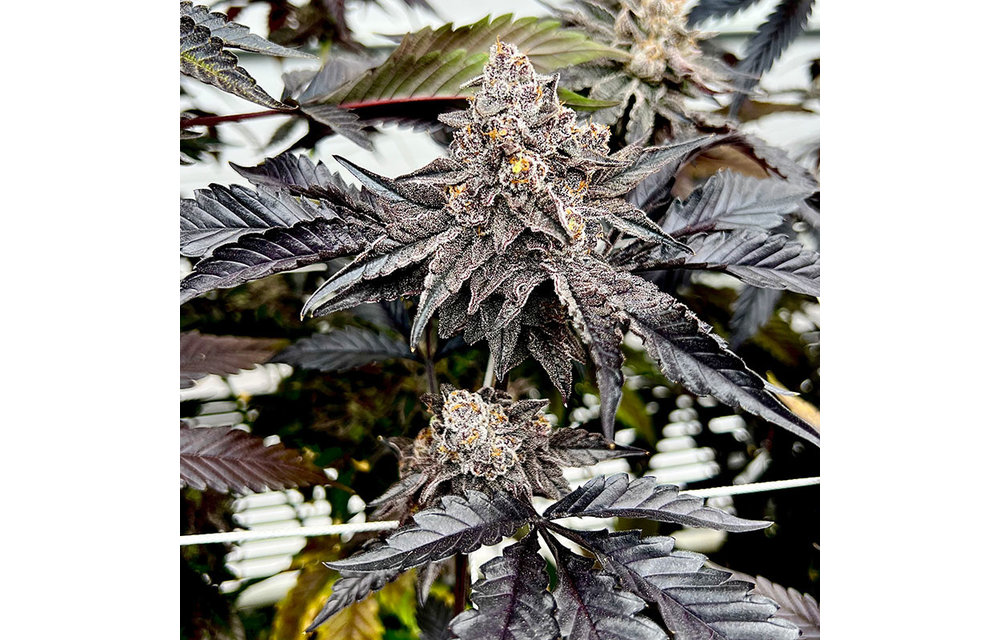 Exotic Genetix Power Fem 6 pk