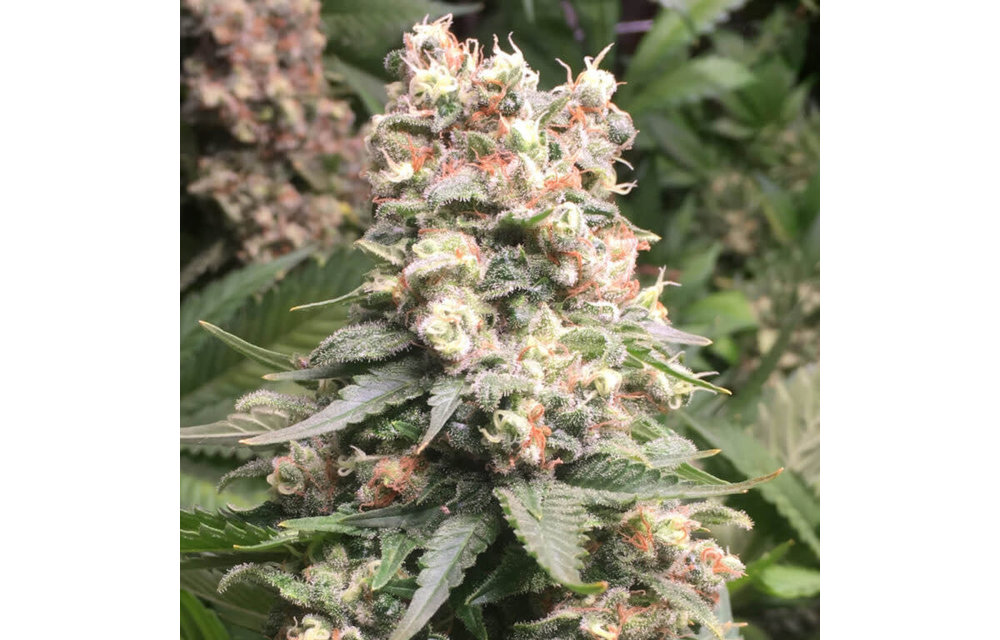 Mastercraft Durban Poison Fem 100 pk
