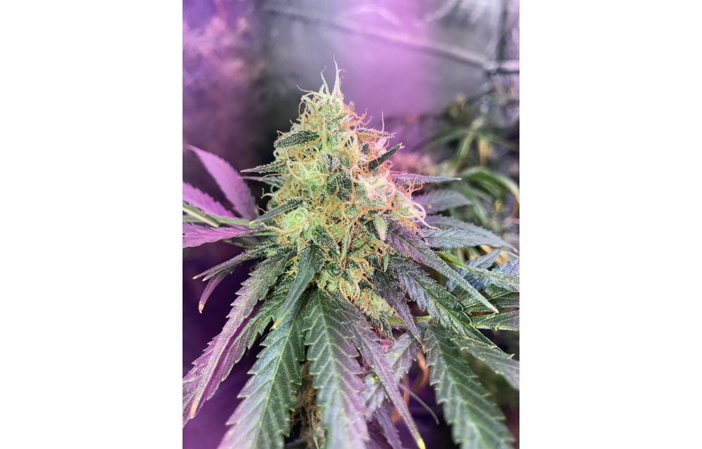 Gold Leaf x Northern Lights Reg 12 pk
