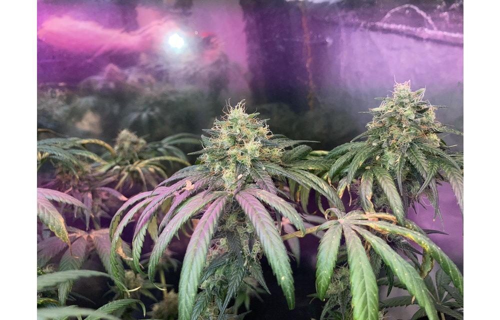 Gold Leaf x Northern Lights Reg 12 pk