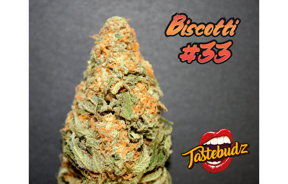 Tastebudz Biscotti #33 Auto Fem 5 pk