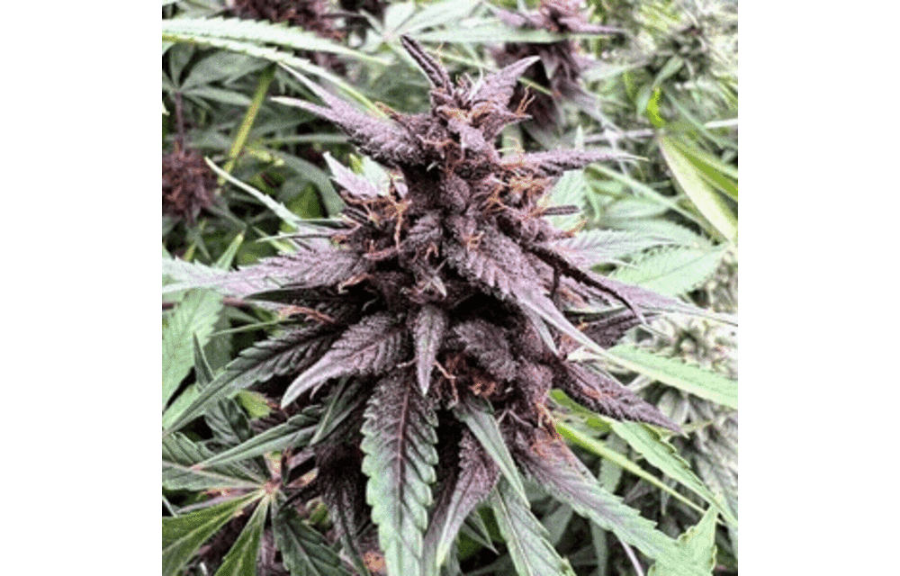 Neon Gummyz Auto-Fem 5 pk