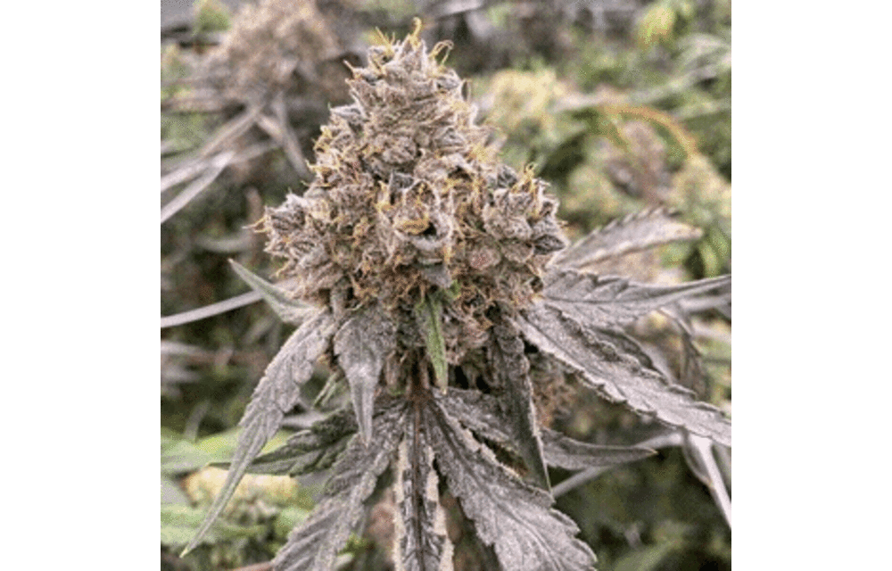 Gummy Bears Auto-Fem 5 pk