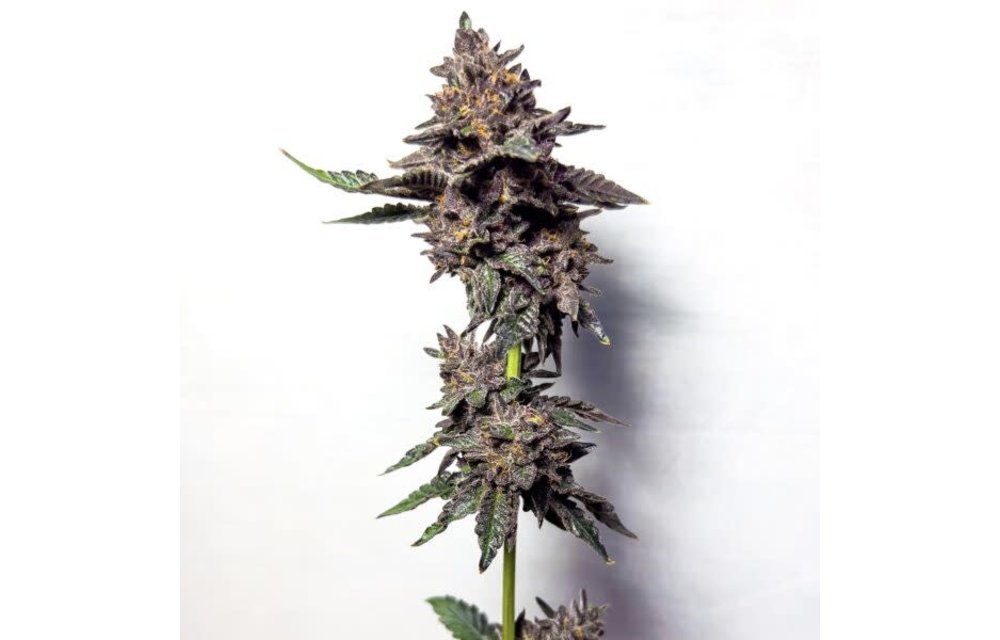 Pink Sunset Fem 6 pk