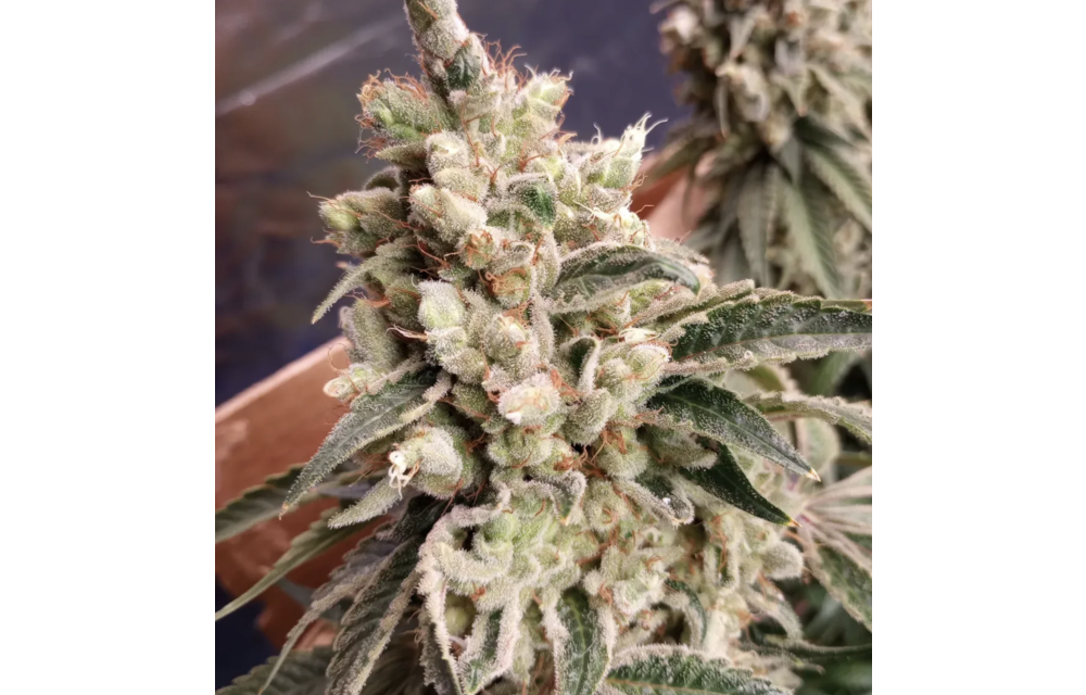 Gas Station Bob F2 Reg 12 pk