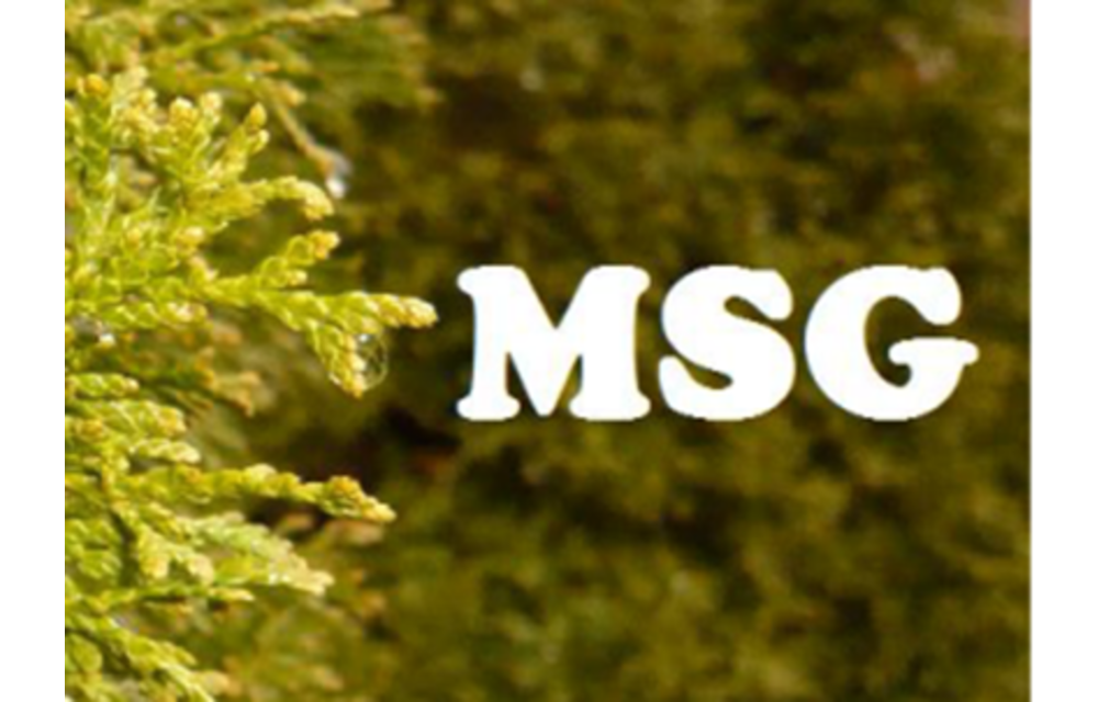 MSG Holland Cough Reg 12 pk