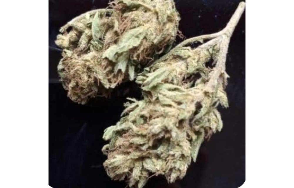 Hot Rod Genetics Crucial Haze Fem 5 pk