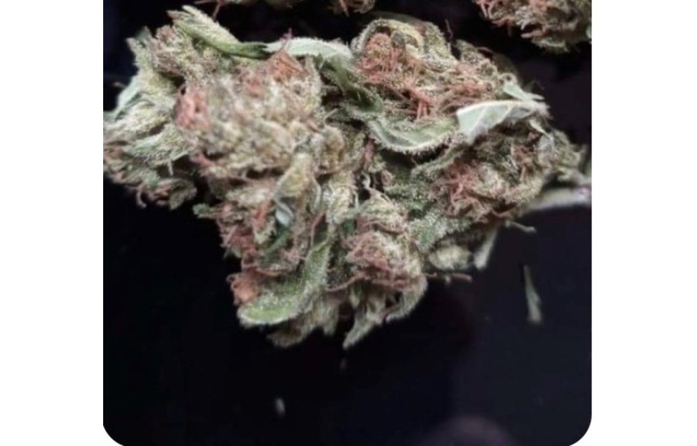 Hot Rod Genetics Holy Dope Fem 5pk