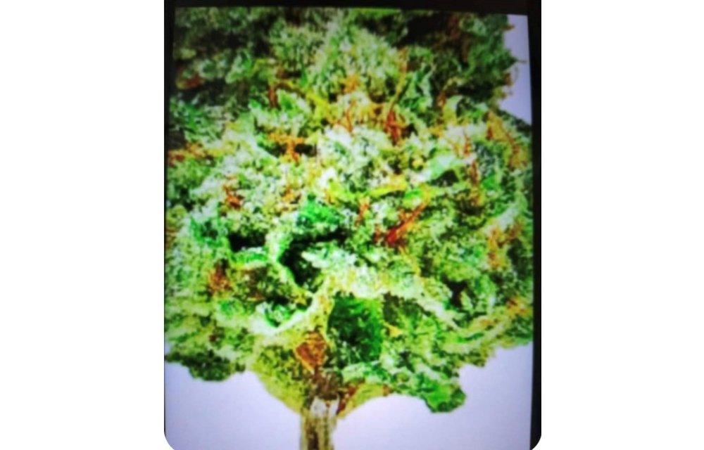 Hot Rod Genetics Mind Blown Ganga Fem 5pk