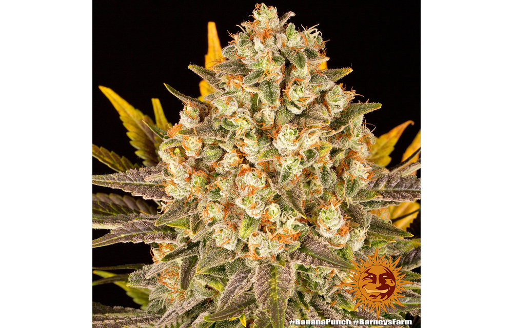 Barney's Farm Banana Punch Fem 5 pk