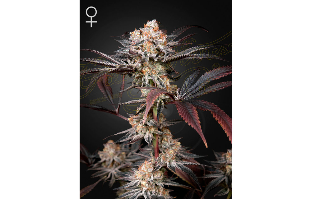 Green House Seed Co. Wonder Pie Fem 5 pk
