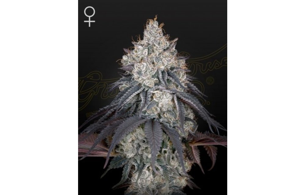 Green House Seed Co. Lemon Orange Fem 5 pk