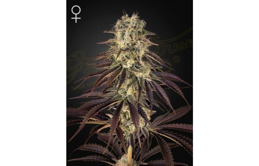Green House Seed Co. Kong's Krush Fem 5 pk