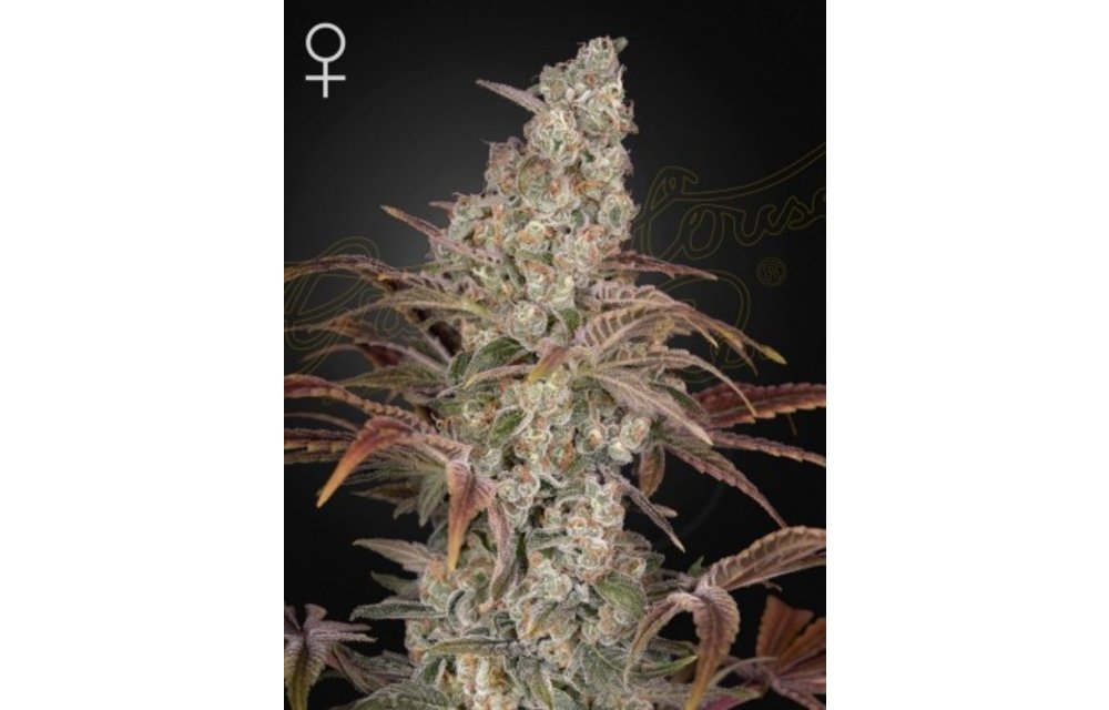 Green House Seed Co. Jack's Dream Fem 5 pk