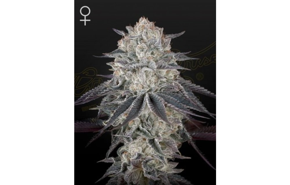 Green House Seed Co. Full Gas Fem 5 pk