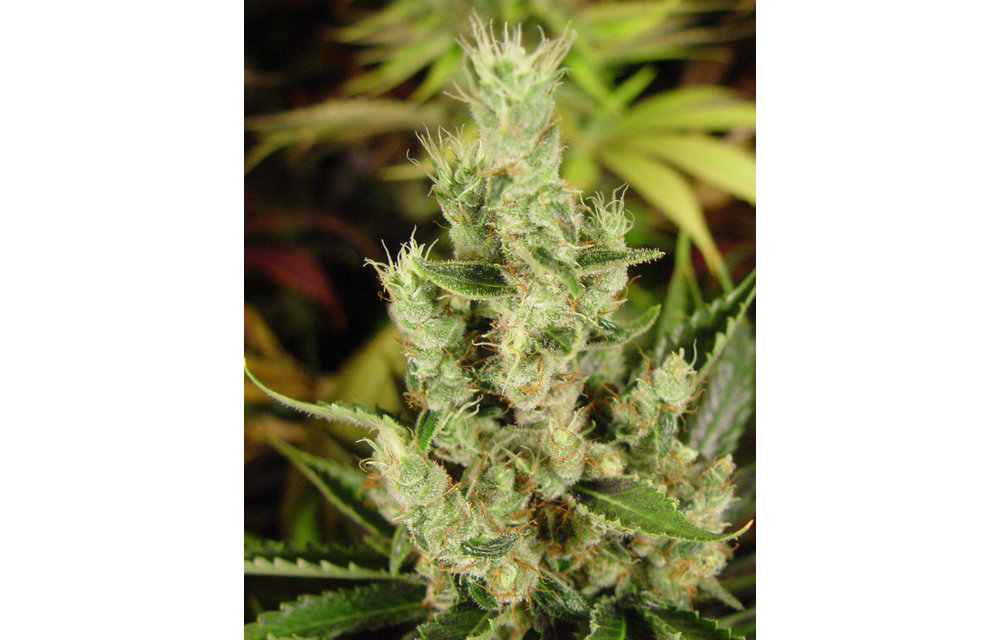 SOMA Seeds Amnesia Haze Fem 5 pk